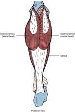 Triceps Surae Gastrocnemius Gastrocnemius O: medial epicondyle of the femur, lateral epicondyle of the femur Soleus I: calcaneus via the Achilles tendon 43 44 Plantaris Soleus O: lateral epicondyle