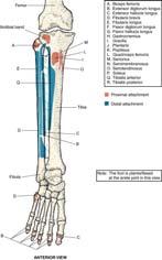 Flexor Hallucis Longus Foot Movement O: posterior fibular shaft middle