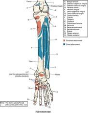 movement I: distal phalanx of big toe (plantar surface) Anterior view 49 50