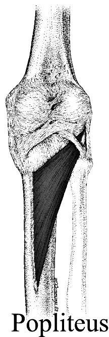 b) Soleus (1) Posterior tibia. (2) Head and proximal 1/3 of fibula. ii) Insertion: Calcaneus via achilles tendon. iv) Action: Plantar flexion of ankle.