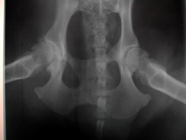 Fig 7 Radiograph of a severe case of hip dysplasia Fig 8 Radiograph of a case of Legg-Calve-Perthes disease The Stifle The joint between the femur and tibia is a condyloid composite articulation.