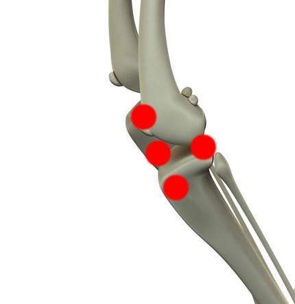 Fig 11 Treatment points on the lateral stifle (skeletal) Fig 12 Treatment points on the medial stifle (skeletal)