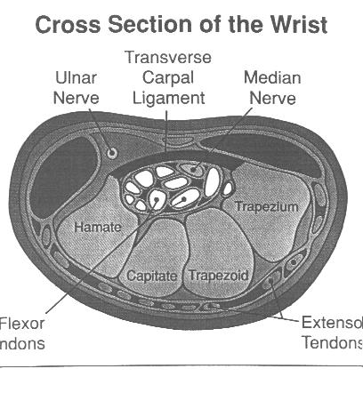 Wrist Anatomy wrist is