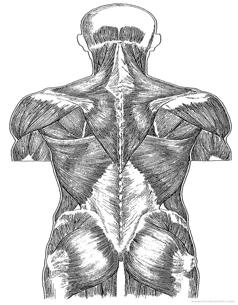Lower Back Pain Back Muscles Provide movement Provide stabilization Under voluntary control
