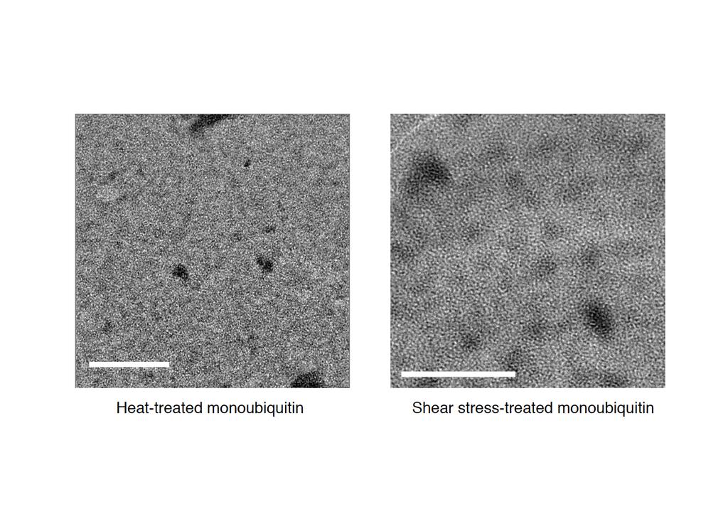 Supplementary Figure 2. Neither heat nor shear stress induces fibril formation of monoubiquitin.