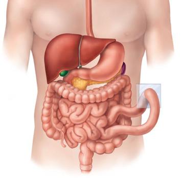 pharynx, and esophagus Stomach, small intestine, and large intestine