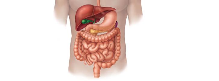 Stomach Pancreas (Spleen) Transverse colon Descending colon Ascending