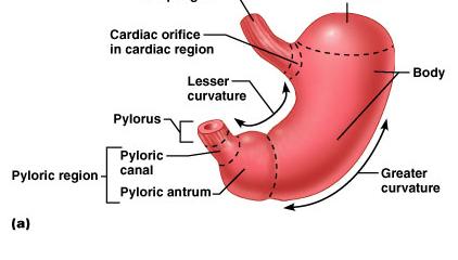 The Stomach Site where food is churned into chyme Protein digestion begins Secretes pepsin Functions under