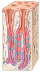 layer Muscularis externa Circular layer (contains myenteric Longitudinal plexus) layer Serosa Stomach wall