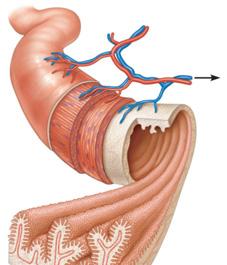 blood to hepatic portal vessel Muscle layers Circular folds Villi