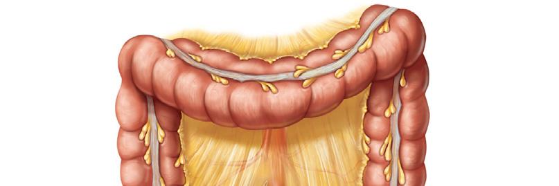 Gross Anatomy of Large Intestine Right colic (hepatic) flexure Transverse colon Superior mesenteric artery Haustrum Ascending colon IIeum