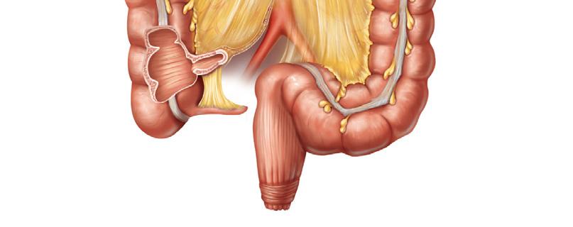 Cecum Sigmoid colon Vermiform appendix (a) Rectum Anal canal External anal sphincter Figure 23.