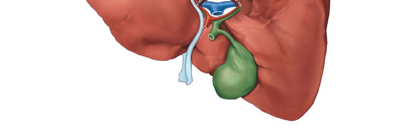 The Liver Largest gland in the body Performs over 500 functions Digestive function bile production Performs many metabolic functions Visceral Surface