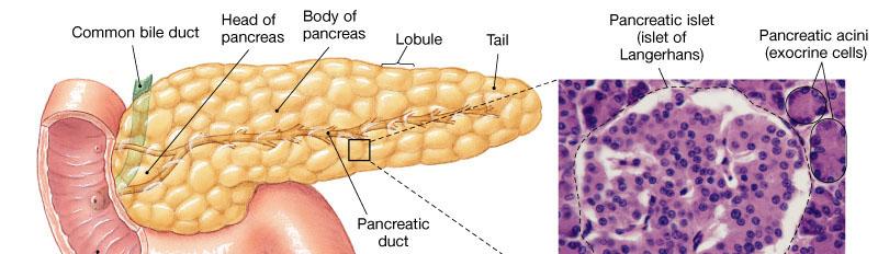 The Pancreas Figure 23.