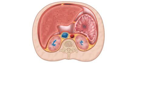 Peritoneal cavity a slit-like potential space Falciform ligament Liver Parietal