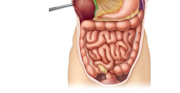 fluid) Stomach Kidney (retroperitoneal) Wall of body trunk Figure 23.