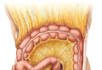 Gallbladder Lesser omentum Stomach Duodenum Transverse colon Small intestine Cecum