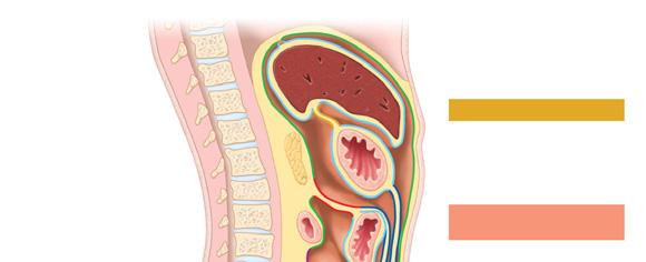 Mesenteries Sagittal section through the abdominopelvic cavity Mesenteries attach to posterior abdominal wall Liver Lesser omentum Pancreas Stomach Duodenum
