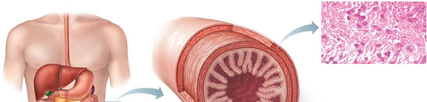 the intestine showing the smooth muscle layers (one circular and the other longitudinal) running
