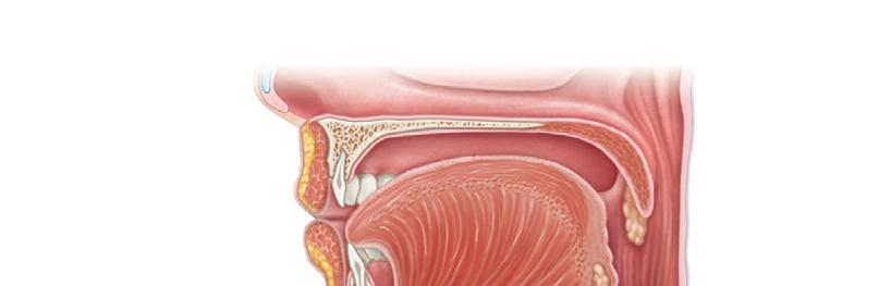 Anatomy of the Mouth Soft palate Palatoglossal arch Uvula Hard palate Oral cavity Palatine tonsil Tongue