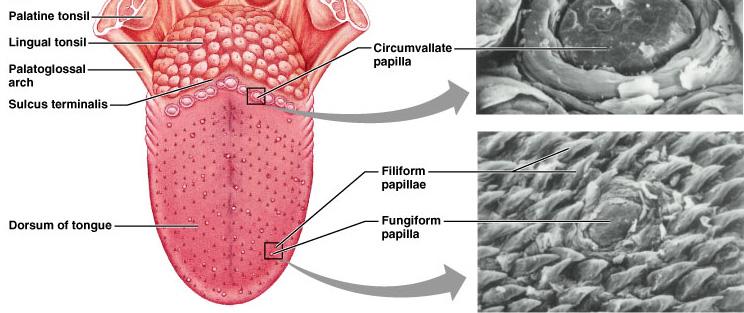 The Superior Surface of the Tongue Tongue papillae Filiform papillae Fungiform papillae Vallate papillae Figure 23.