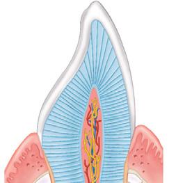 (gum) Cementum Root Root canal Periodontal ligament