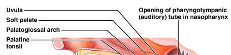 The Pharynx Oropharynx and laryngopharynx passages for air and food Lined with stratified squamous epithelium