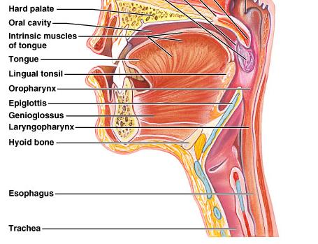 anatomy muscular tube Begins as a continuation of the pharynx Joins the stomach inferior to the diaphragm