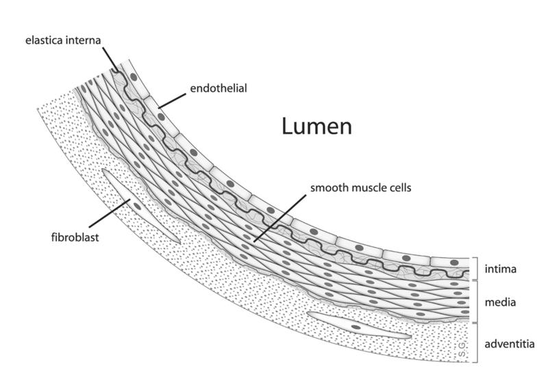 Anatomy of a Blood Vessel Tunica interna (Aka, tunica intima) the innermost layer Contains endothelium (simple squamous epithelium) Underlying layer of elastic