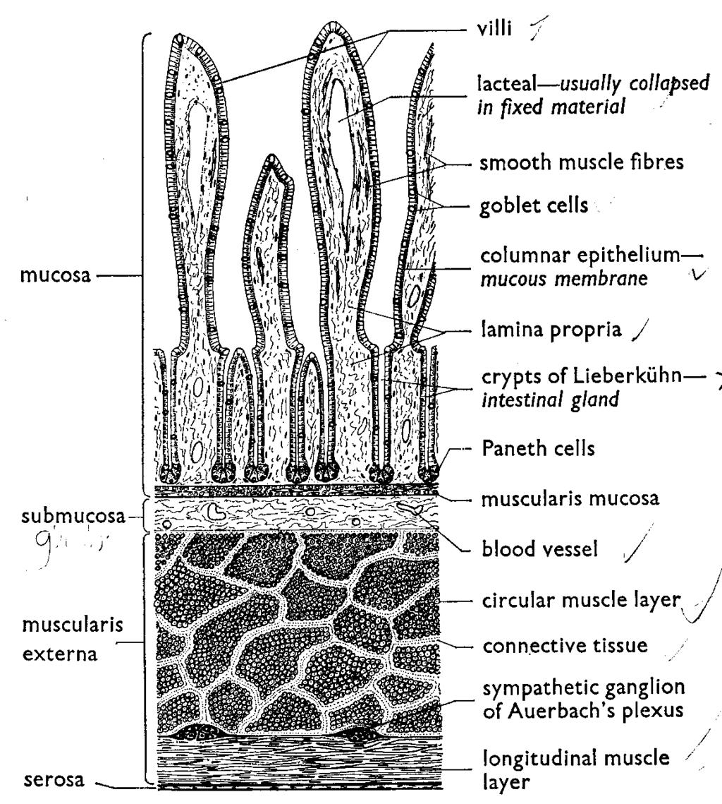 Cross section of the
