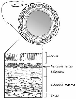 Contains 5 distinct layers of tissue: The lumen 1. Mucosa (innermost layer) 2.