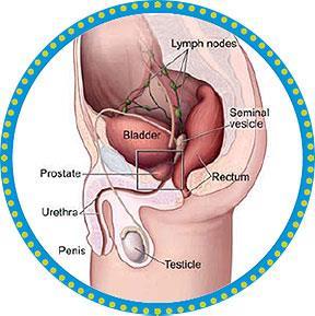 Prostate Regional Anatomy The prostate is a gland found ONLY in men It is located in front of the rectum and under the