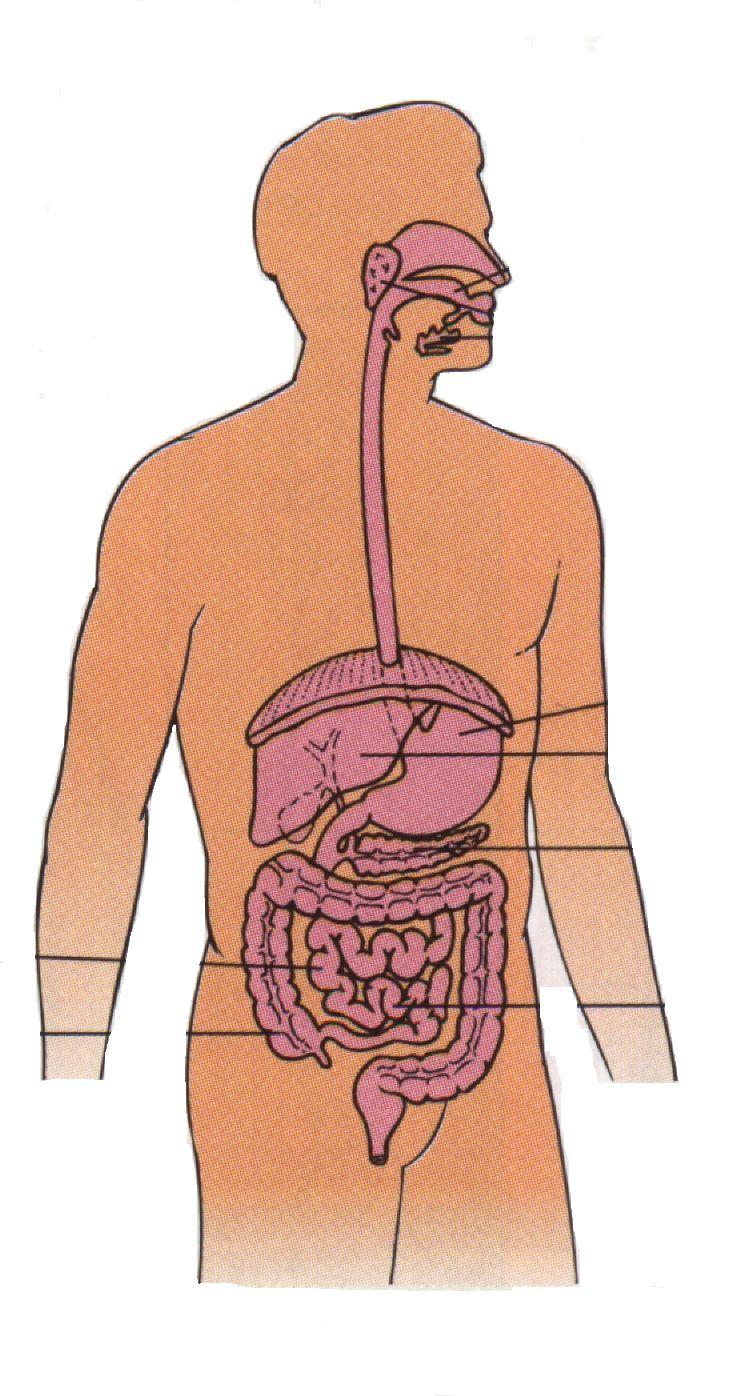 of digestive tract Small