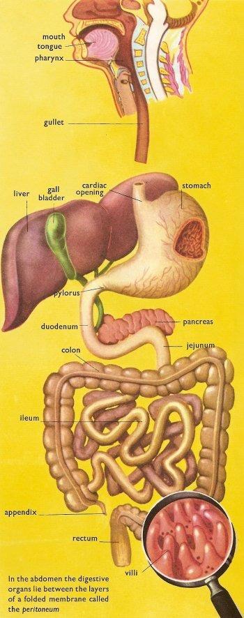 GIT Organs include: Mouth (oral cavity) Pharynx Oesophagus Stomach Small intestine
