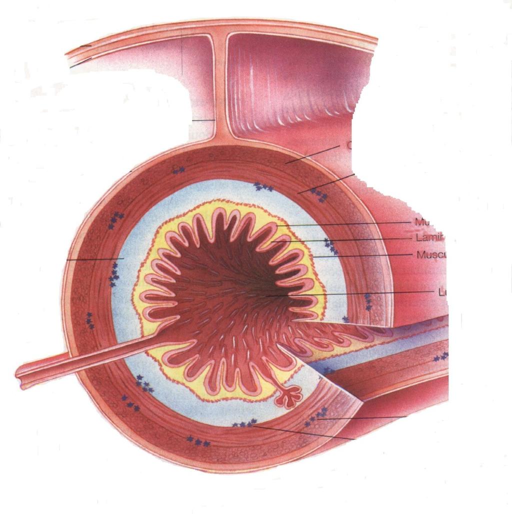 Layers of the GIT Body wall Outer longitudinal muscle Inner circular muscle Muscularis externa Peritoneum