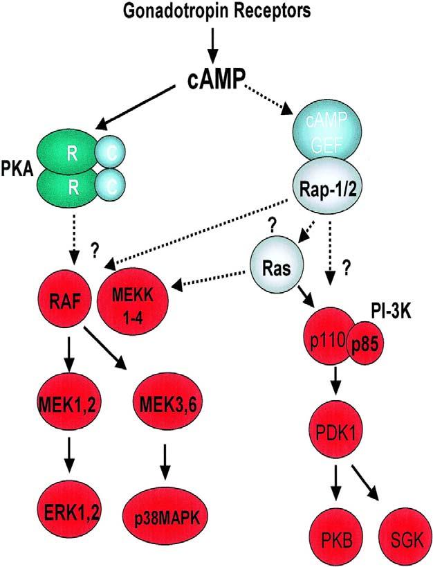 31 C C camp GEF Figure 1.2. Branching of the camp signaling and kinase cascades in granulosa cells. Schematic representation of the gonadotropin (i.e. FSH and LH) signaling cascade.