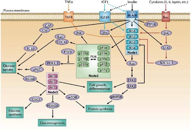 Figure 1.3. Insulin, IGF-1, and leptin signal transduction pathways.