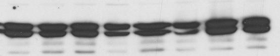 Protein extracts from untreated and treated cells were separated and Western blot analysis carried out using phosphorylated Akt or phosphorylated Erk1/2 antibodies (A).