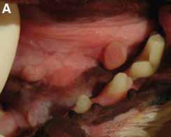 STEP-BY-STEP Excision of Sublingual Granuloma Corinne Durand, DVM; Mark M.