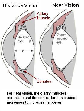 The Aging Eyes Visual accommodation weakens at age 40, macular degeneration & cataracts age 50 Loss of visual accommodation, acuity & contrast : age 40+ Presbyopia: loss of ability to see close