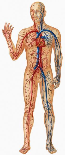 Fig. 1-13: The major blood vessels of the body.