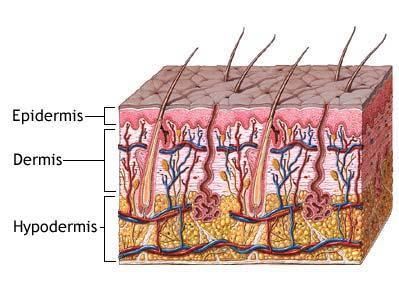 THE SKIN The skin comprises a number of layers and structures which protect the body from temperature change, damage,
