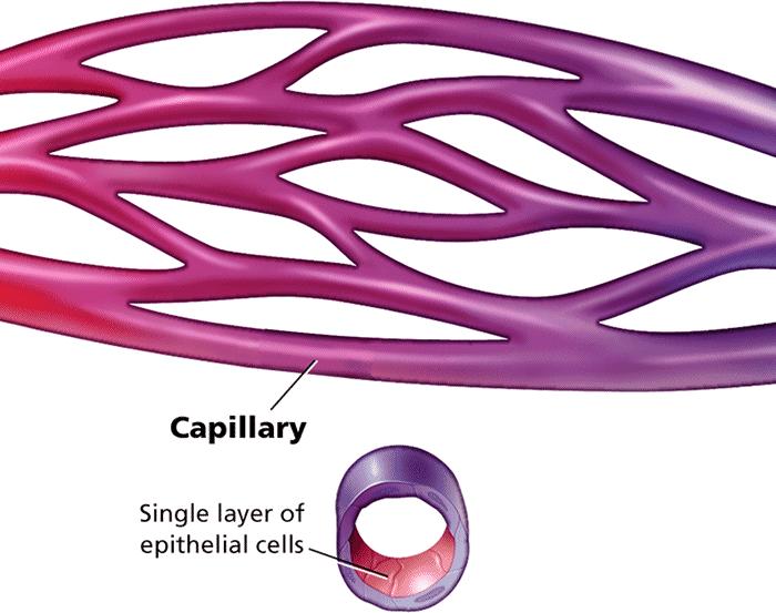 Circulation - A Closer Look at Blood Vessels What are