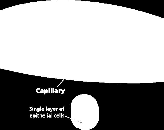 CAPILLARIES are TINY vessels that run all through your