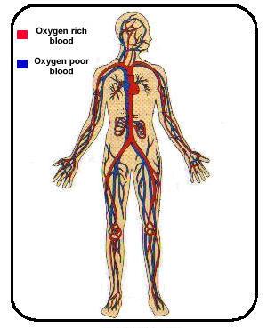 What is the CIRCULATORY SYSTEM?