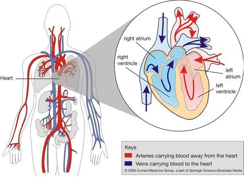 How does the circulatory system work? The HEART is the PUMP that makes it work.