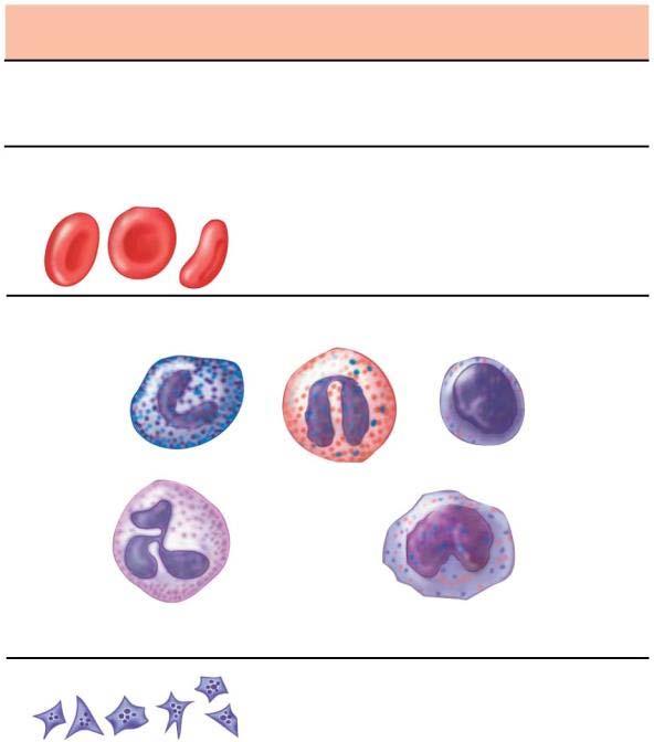 water balance Red blood cells (erythrocytes) White blood cells (leukocytes) Basophils Cellular elements (45%) Number per μl (mm 3 ) of blood