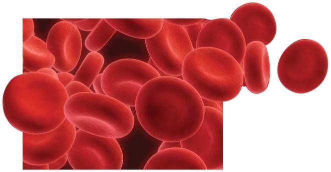 RED BLOOD CELLS Live 3 4 months Synthesized by bone marrow when EPO hormone is secreted by kidney (low O 2 levels) Training at high altitude increases red blood cells EPO can be injected
