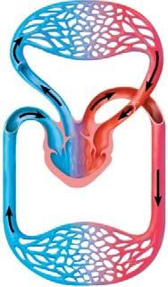 Pulmonary artery orta Pulmonary circuit Systemic circuit Lung