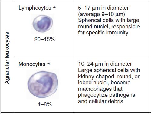 15 Granular leukocytes are filled with spheres that contain enzymes and proteins that help white blood cells defend against microbes.